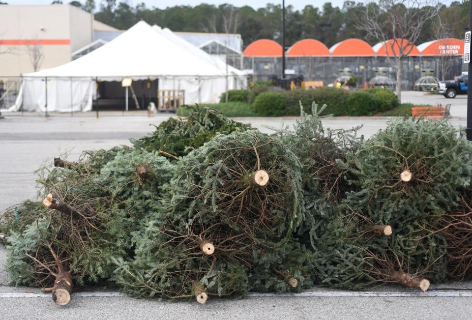 With the holidays right around the corner, here's everything you need to know about getting and caring for a Christmas tree.