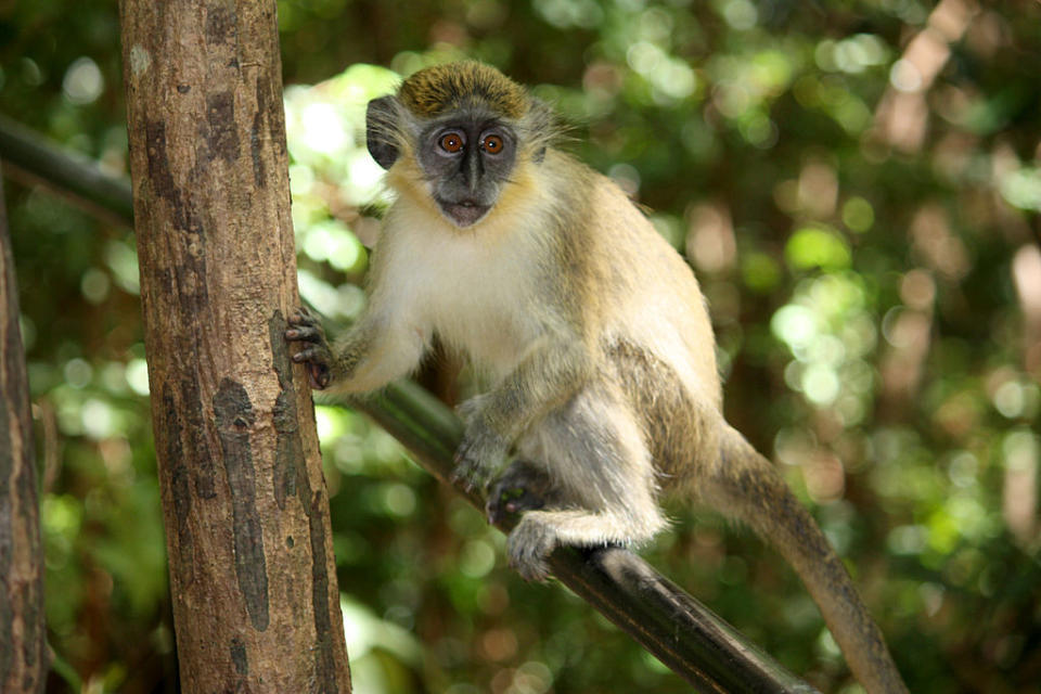 特倫瑟猴子森林 (Photo by Postdlf, License: CC BY-SA 3.0, Wikimedia Commons提供)