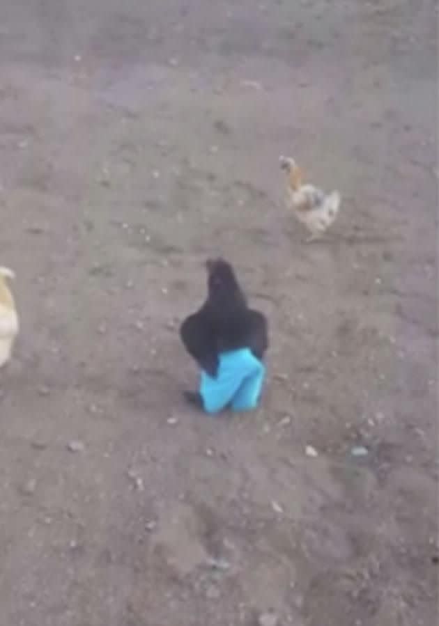 Charlie loves strutting around the farm in his blue shorts.