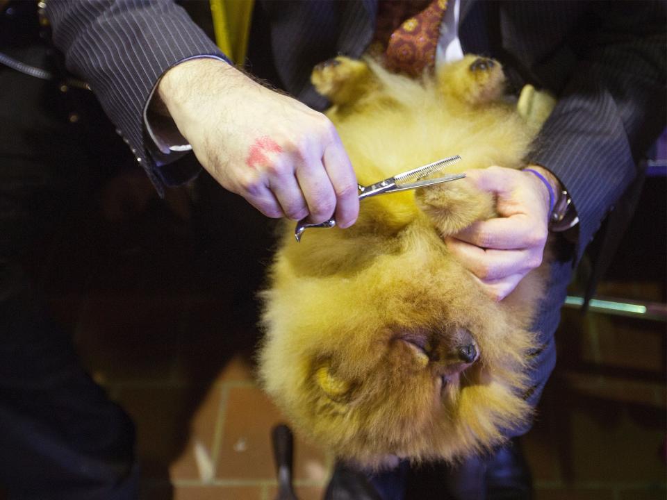 A Pomeranian gets its paws trimmed in 2013.