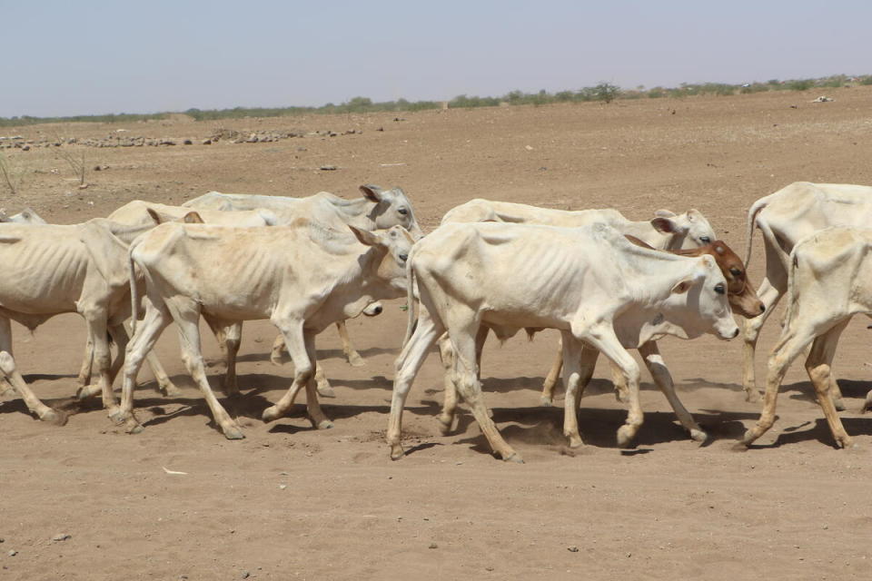 Livestock are dying due to the drought affecting the four zones (Dawa, Shabelle, Korahe, and Afder) in Ethiopia (Save the Children)