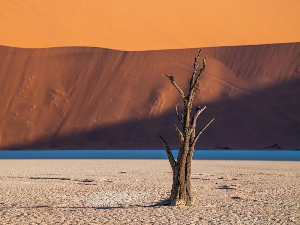 900-year-old Acacia trees in Deadvlei in Namib-Naukluft National Park.