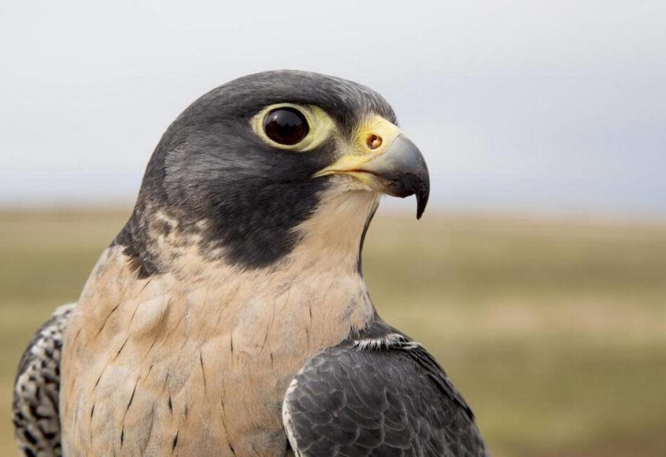 Gus the peregrine falcon helps spread the word about the mission at the World Center for Birds of Prey in Boise. The Peregrine Fund supports conservation efforts around the world. Darin Oswald/doswald@idahostatesman.com