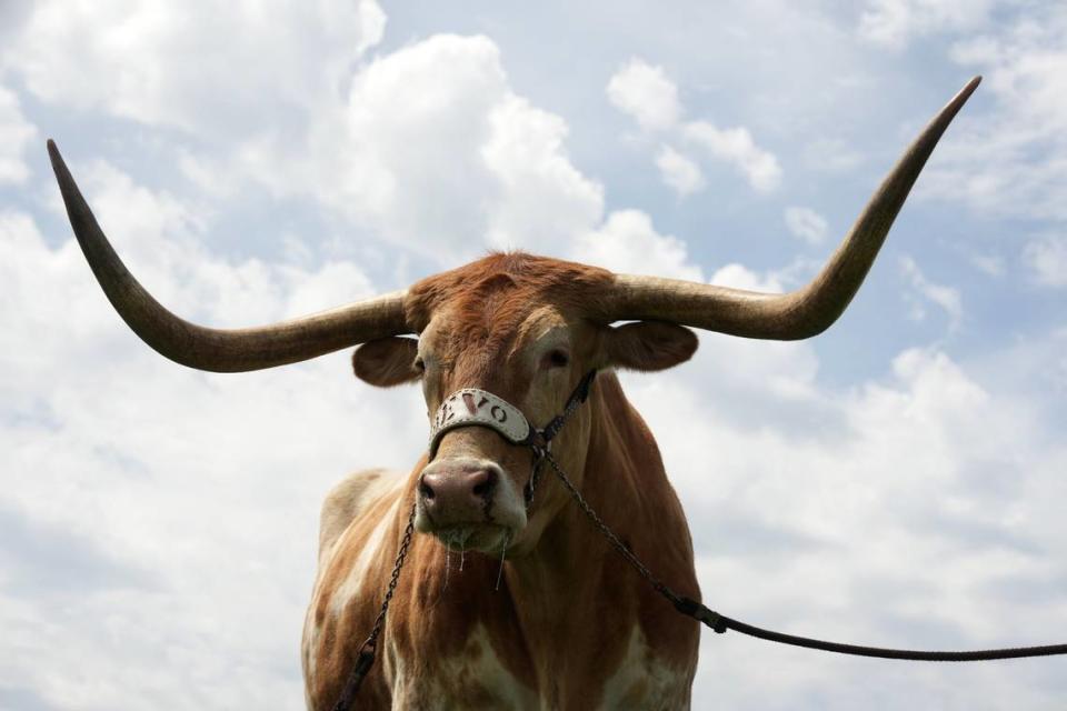 Bevo the longhorn, the longtime mascot of the University of Texas, is one of the many traditions the Austin-based school will bring to the Southeastern Conference next year.