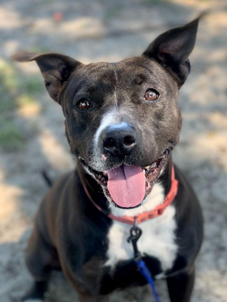 Betsy, a 42-pound female pitbull mix, smiles at the camera while enjoying the great outdoors. Betsy is available for adoption through FAPS.