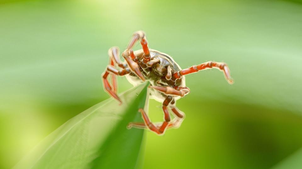 illustration of a tick on a blade of grass