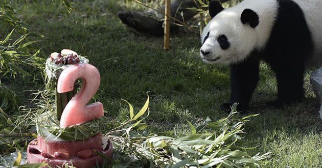 Madrid zoo celebrates the second birthday of giant panda Xing Bao. Source: Getty