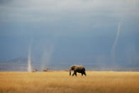 <p>Mehrere kleine Wirbelstürme ziehen über den Amboseli-Nationalpark in Kenia hinweg. Die kleinen Stürme treten in dem flachen und trockenen Gelände häufig auf und werden in Anlehnung an den Park „Amboselis“ genannt. (Bild: Reuters/Baz Ratner) </p>