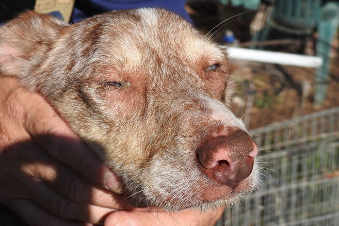 Eighteen dogs were found to be suffering from conjunctivitis. Source: RSPCA