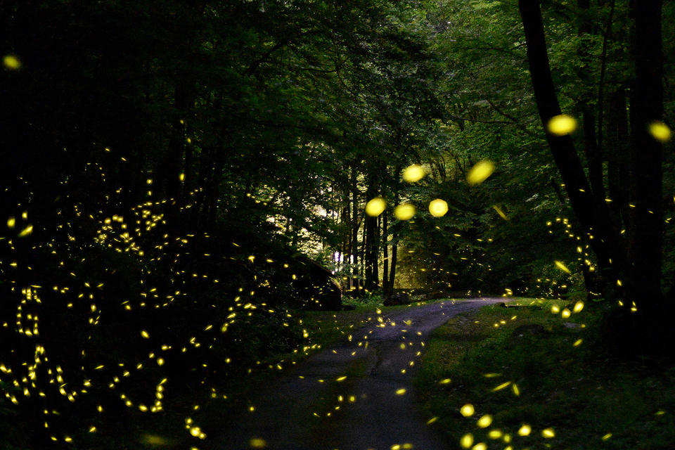 Fireflies in the Great Smoky Mountains National Park in Tennessee