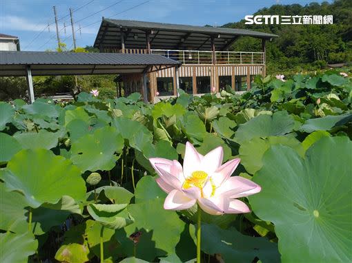 荷花（圖／新北市農業局提供）