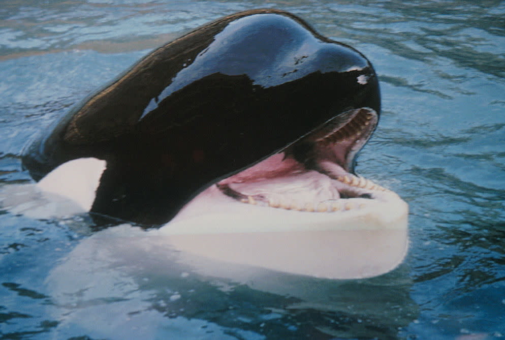 https://www.gettyimages.co.uk/detail/news-photo/keiko-the-killer-whale-in-his-enclosure-on-heimaey-one-of-news-photo/600479699?adppopup=true