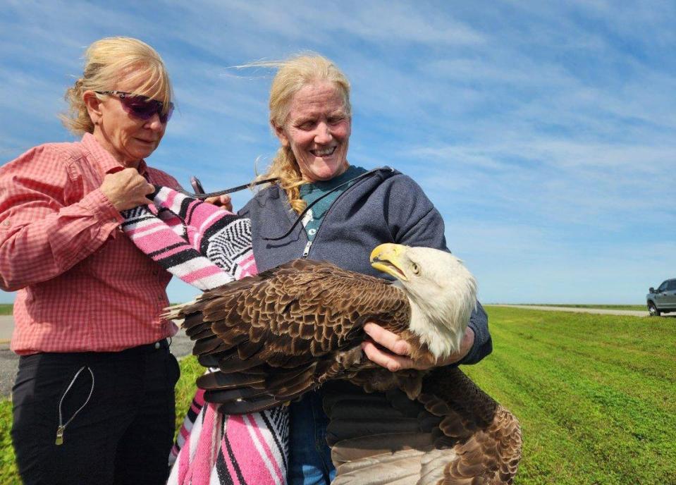 Wellington veterinarian Carol Holland (left) and her friend Tammy Rubio, who runs the Misfit Island animal rescue agency in Loxahatchee, rescued a bald eagle from the side road of State Road 80 on Thursday, April 4, 2024.