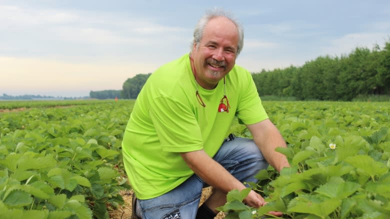 Quebec strawberry farm tasting sweet success despite minimum wage hike