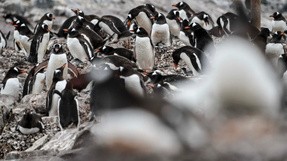 H5N1型禽流感首次在金圖企鵝中確診。已有超過20隻金圖企鵝幼雛因該病毒死亡或表現出這種高度傳染性禽流感的症狀。（圖／Getty Images）