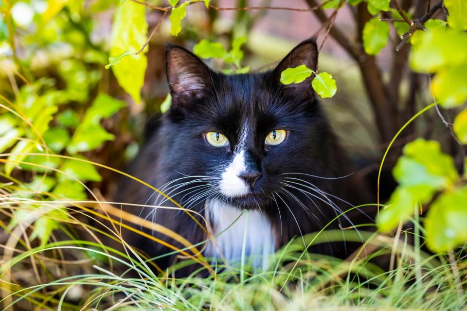 Jasper, the joint winner of the National Cat of the Year (Ciaran McCrickard/PA Wire)