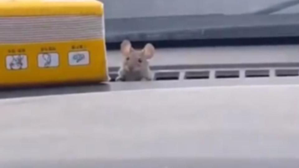 有一隻老鼠突然出現在車上。（圖／翻攝自爆廢公社公開版臉書）