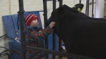 'Steer wars': P.E.I. brothers take to the ring at the annual Easter Beef Show