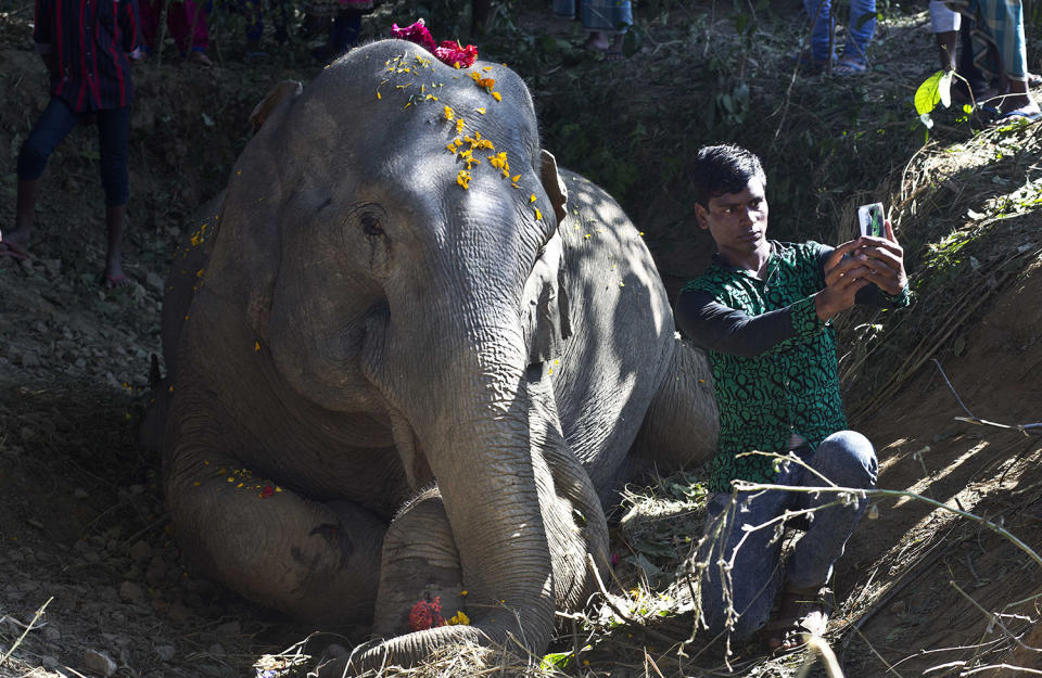 Selfie with elephant