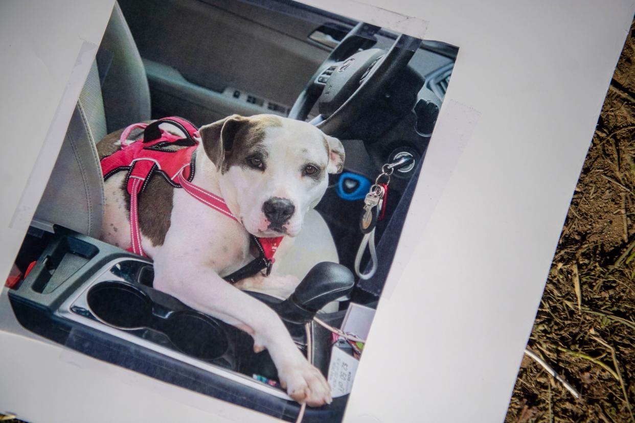 A picture of Steffie the dog, who was shot and killed by a Henderson County Sheriff’s deputy.