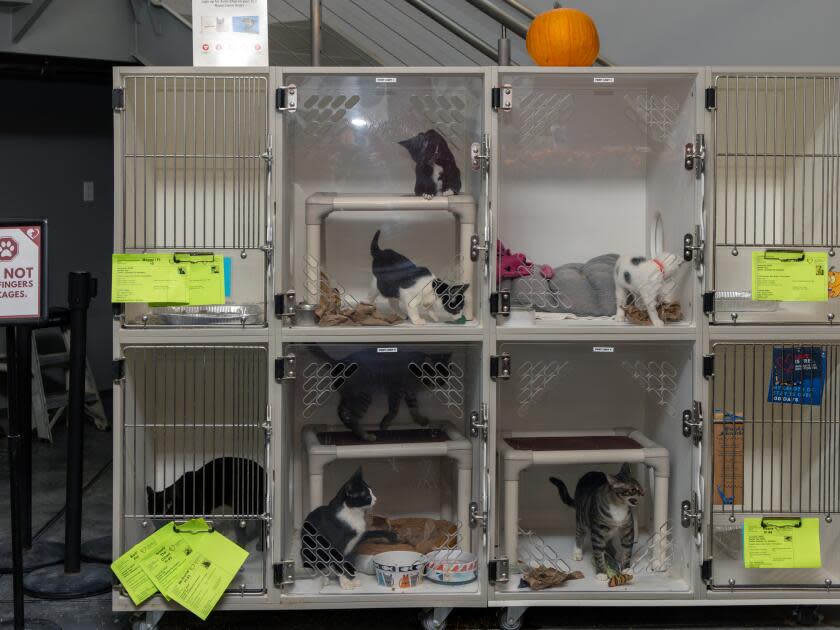Cats available for adoption in temporary kennels in the lobby of the Inland Valley Humane Society shelter.