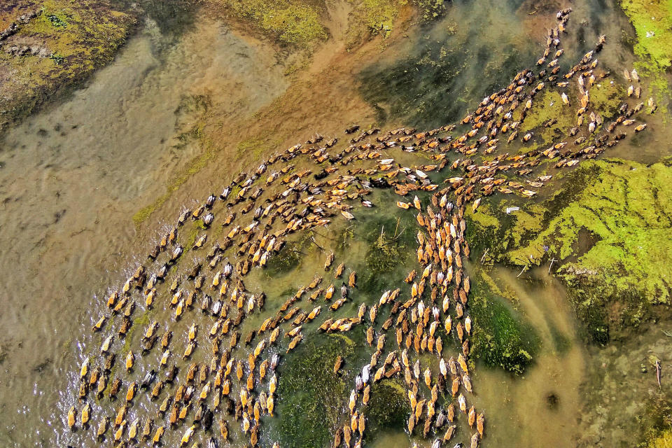 <p>More than 500 ducks live on this river in Bangladesh. (Photo: Rafeur Rahman/Caters News) </p>