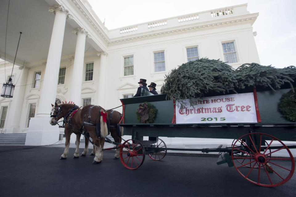 The 2015 White House Christmas tree is delivered at the North Portico of the White House Nov. 27, 2015. (Photo: Michael Reynolds/EPA)