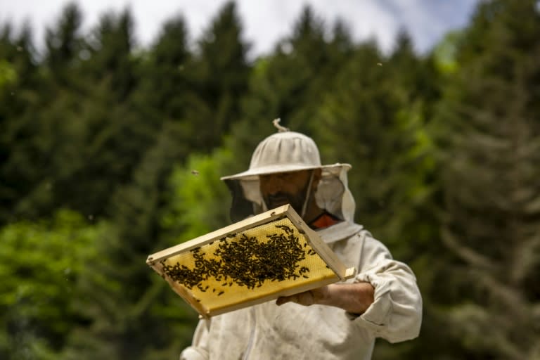 Quite the buzz.. beekeeper Bayram Demirciler with some of his "mad honey" bees (Yasin AKGUL)