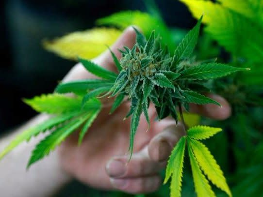 A fully budded marijuana plant ready for trimming is seen at the Botanacare marijuana store ahead of their grand opening on New Year's day in Northglenn, Colorado December 31, 2013. REUTERS/Rick Wilking/File Photo