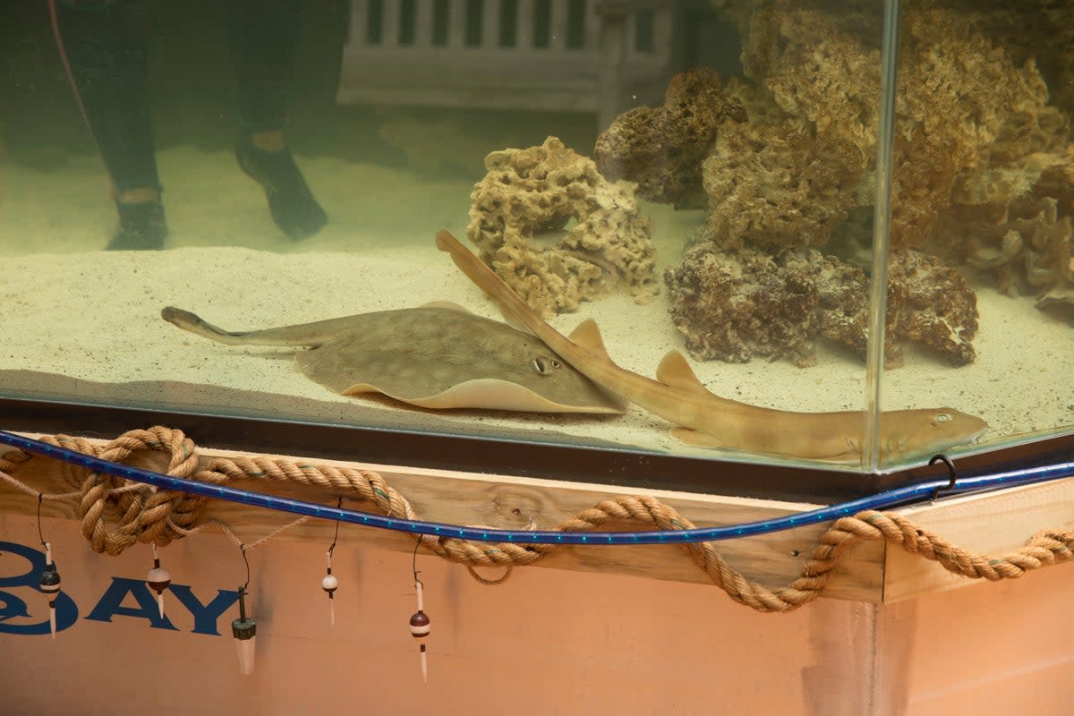 Round Stingray Surprise Pregnancy