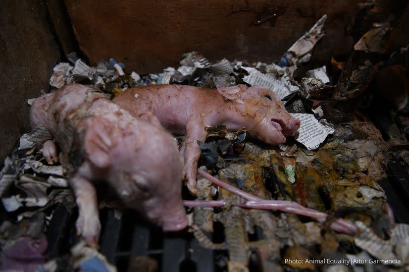 Inside Cross Farm near Holsworthy -Credit:Animal Equality/Aitor Garmendia