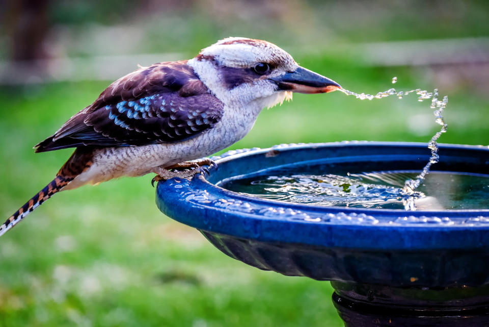 Leaving water out for animals is an easy way to help. Image: Getty