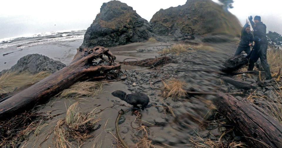 Researchers saved a fur seal at Sand Point Beach.