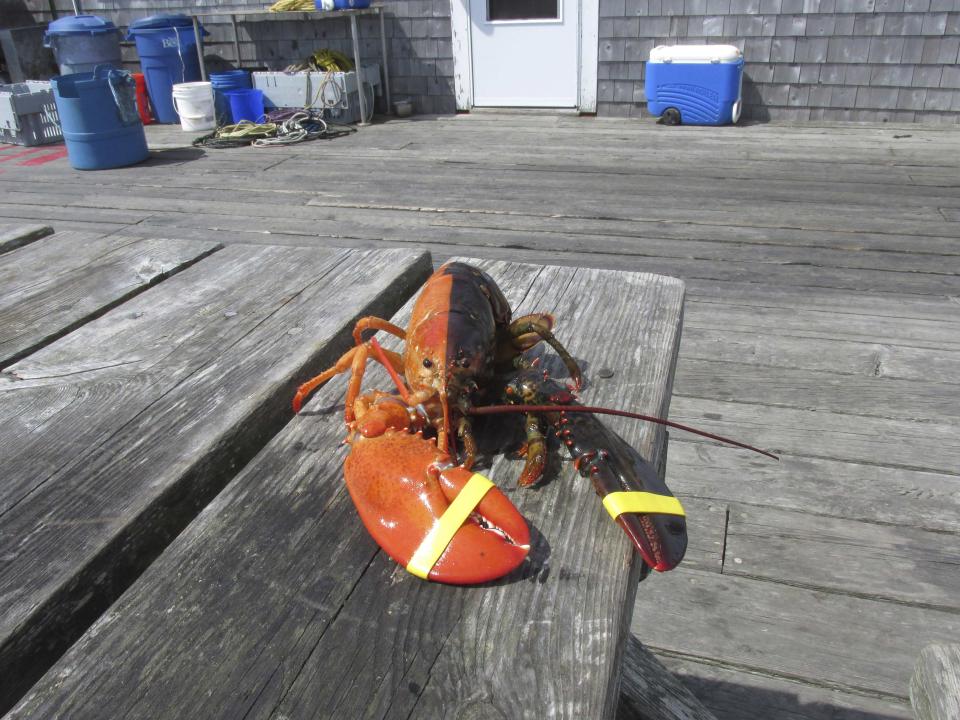 An extremely rare, two-toned, half-orange, half-brown lobster caught off the coast of Maine is pictured in this handout photo