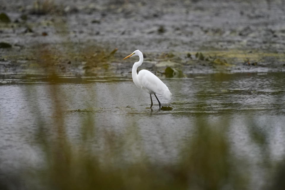 A great egret looks for food in a wetland inside the Detroit River International Wildlife Refuge in Trenton, Mich., on Oct. 7, 2022. The refuge consists of 30 parcels totaling 6,200 acres (2,509 hectares), including islands, wetlands and former industrial sites. It is an example of rewilding, which generally means reviving natural systems in degraded locations. (AP Photo/Carlos Osorio)