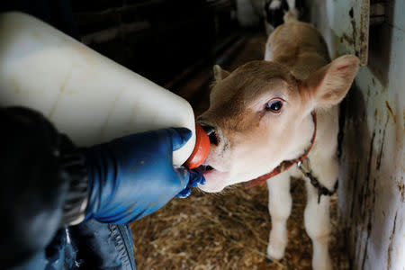 Dairy farmer Laura Stone feeds a calf, after discovering the soil, hay, and the milk from the cows on the farm contain extremely high levels of PFAS chemicals resulting from a 1980's state program to fertilize the pastures with treated sludge waste and making the milk unsuitable for sale, at the Stoneridge Farm in Arundel, Maine, U.S., March 11, 2019. Picture taken March 11, 2019. REUTERS/Brian Snyder