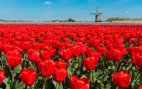 Keukenhof - Credit: Getty