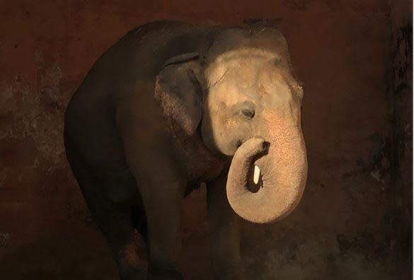 Kaavan the elephant is seen in his enclosure at the Marghazar Zoo in Islamabad, Pakistan on November 28, 2020, where he spent more than 30 years before being transferred to an animal sanctuary in Cambodia. / Credit: CBS/Maria Usman