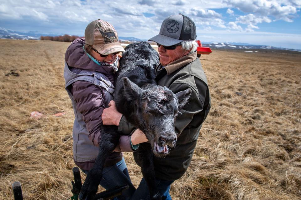 Andrea Gittleson and her father-in-law, Don Gittleson, lift a calf onto a scale for at the Gittleson Angus ranch on April 20.