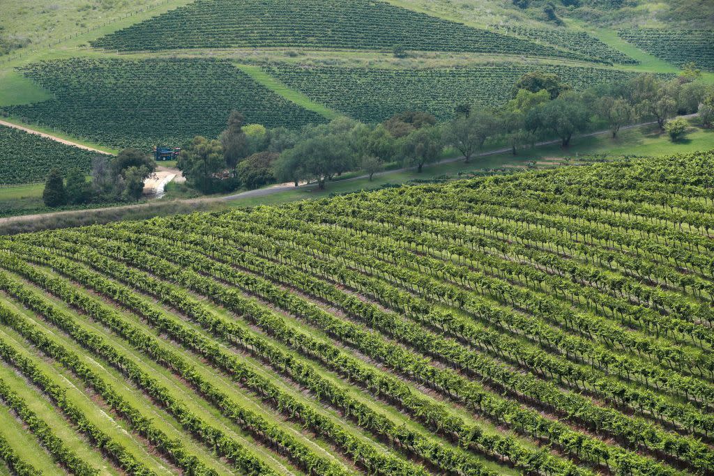 wine harvest gets underway in hunter valley