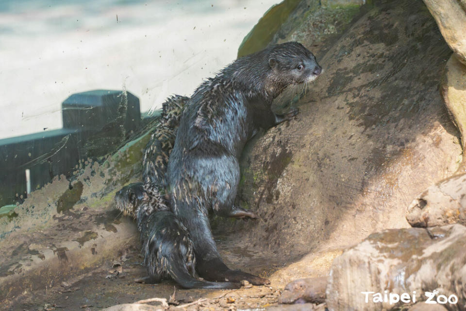 寶寶出來探索環境學走學爬坡 / 圖片來源 台北市立動物園