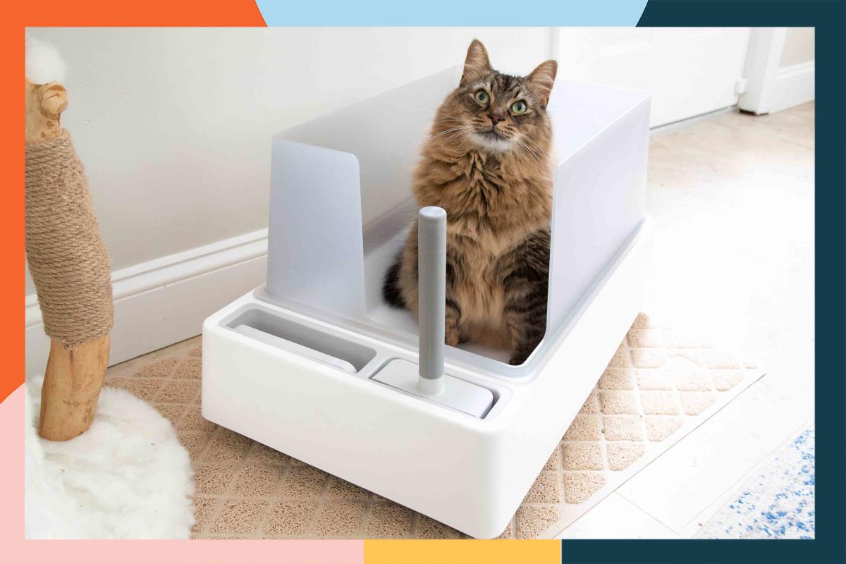 The 15 Best Cat Litter Boxes of 2023, Tested and Reviewed