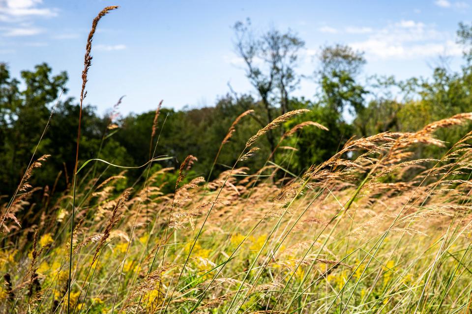 A portion of a prairie given to the Iowa Tribe of Kansas, as seen on Tuesday, Sept. 20, 2022, in Johnson County, Iowa.