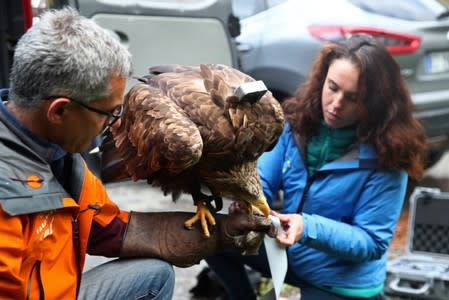 Victor, a nine year old white-tailed eagle equipped with a 360 camera, gets ready to fly over glaciers and mountains from the Plan de l’Aiguille back to Chamonix