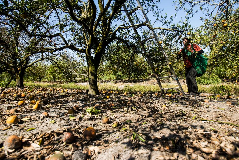 Francisco Hernandez, one of many orange pickers on temporary agricultural worker visas, harvests oranges at George Winslow’s grove in Hendry County, Florida, on Monday, April 27, 2020. The workers are paid more for picking more, so they suffer income loss when fruit drops too.