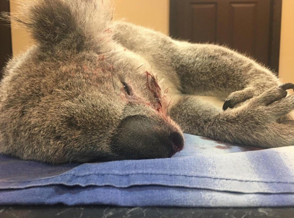 <span>Ricardo Lonzer</span> shared a photo of the dead animal after it had been hit by the car. Photo: Facebook/ Help Save the Wildlife and Bushlands in Campbelltown