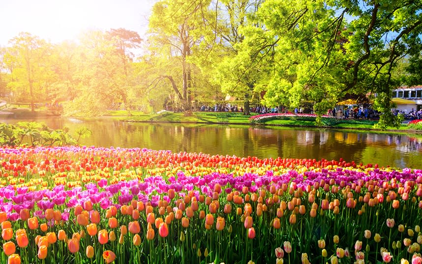 Many make a spring pilgrimage to the Netherlands to see tulips in bloom - Olena_Znak