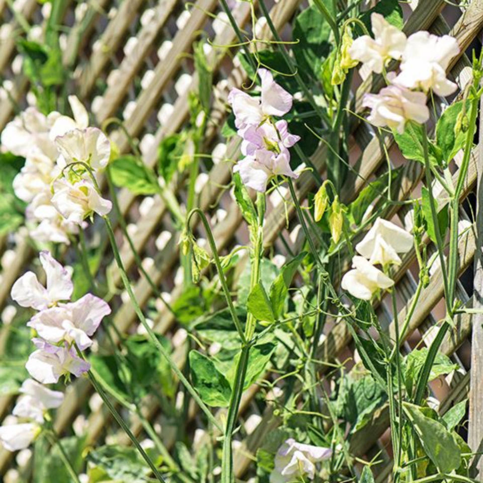 A trellis fence panel with sweet peas growing up and flowering
