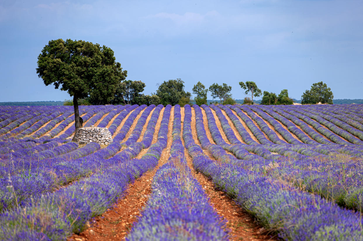 Como muchos pueblos del centro de España, Brihuega fue perdiendo población a medida que sus jóvenes buscaban oportunidades en otros lugares. Ahora la ciudad está creciendo gracias a su turismo centrado en la lavanda. (Emilio Parra Doiztua/The New York Times)