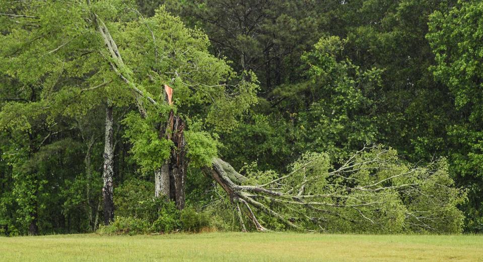 A fallen oak tree in a field along Holiday Dam Road in Honea Path, after an early morning storm came through Anderson County, S.C. Thursday, May 9, 2024.